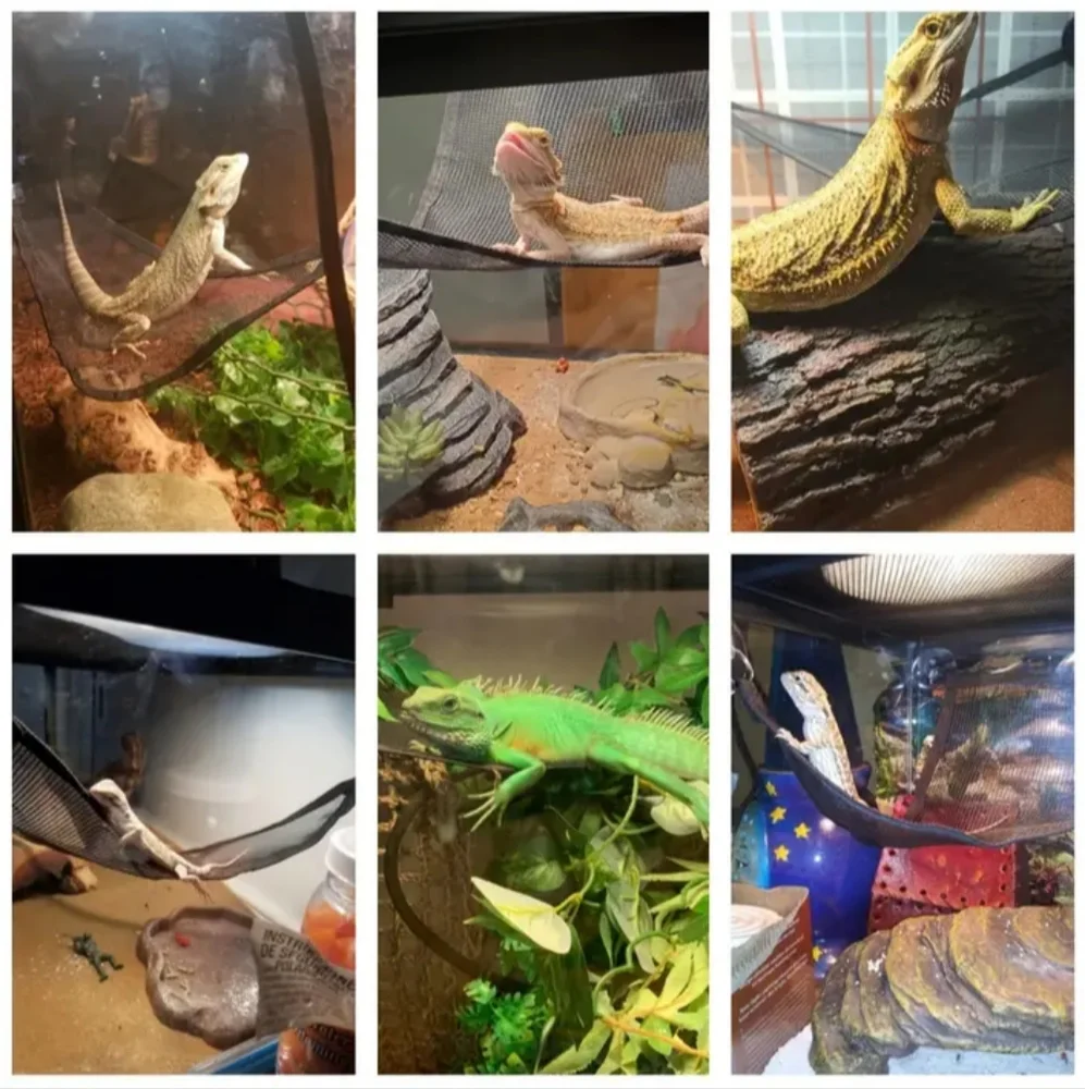 Iguana/Lizard Hammock